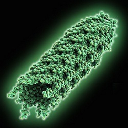 Представитель Семейства Inoviridae